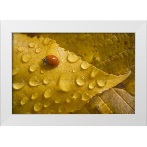 Ladybug on fall-colored leaf White Modern Wood Framed Art Print by Paulson, Don
