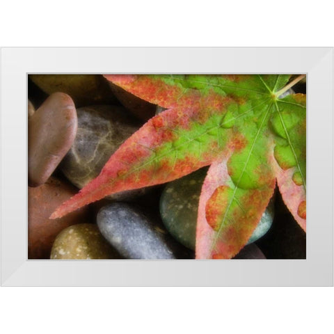 Smooth rocks and fall-colored maple leaf White Modern Wood Framed Art Print by Paulson, Don