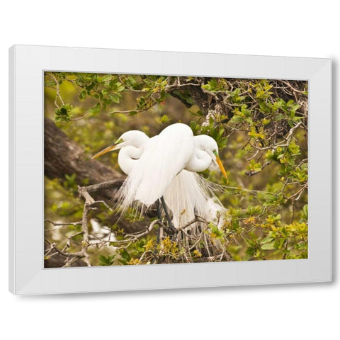 Great Egret, nesting White Modern Wood Framed Art Print by Rotenberg, Nancy