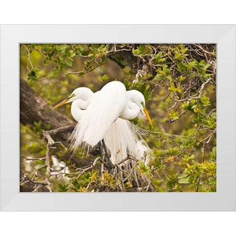 Great Egret, nesting White Modern Wood Framed Art Print by Rotenberg, Nancy
