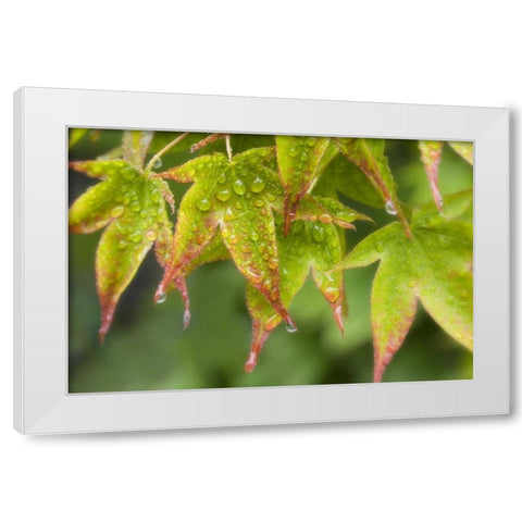 Maple leaves in the rain White Modern Wood Framed Art Print by Paulson, Don