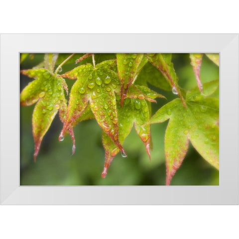 Maple leaves in the rain White Modern Wood Framed Art Print by Paulson, Don