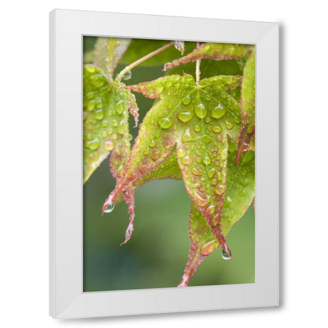 Nature Maple leaves in the rain White Modern Wood Framed Art Print by Paulson, Don