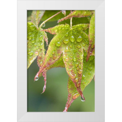 Nature Maple leaves in the rain White Modern Wood Framed Art Print by Paulson, Don