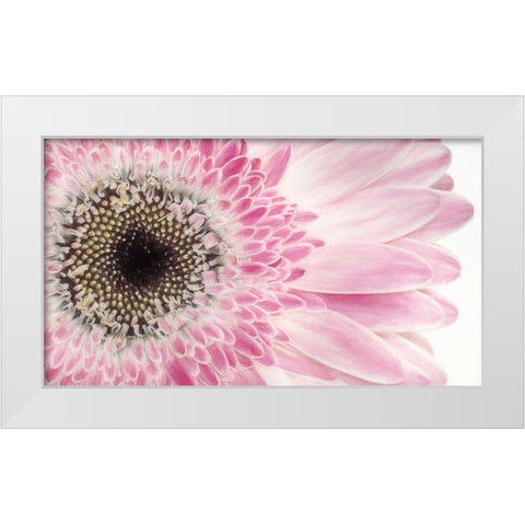 Gerbera Daisy  White Modern Wood Framed Art Print by Jaynes Gallery