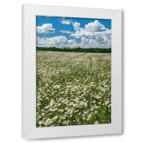Canada Field of common daisy flowers White Modern Wood Framed Art Print by Jaynes Gallery