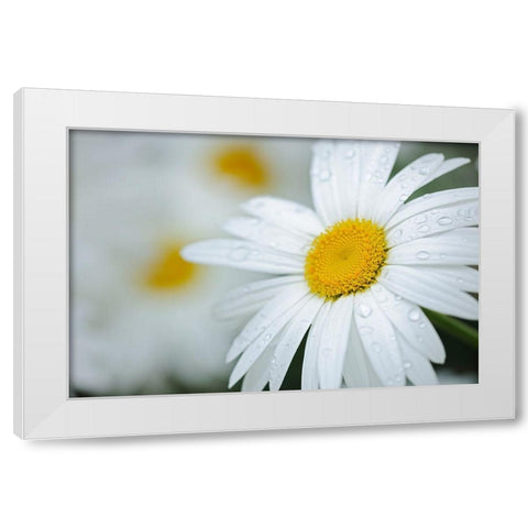 Canada Close-up of dew on common daisy White Modern Wood Framed Art Print by Jaynes Gallery