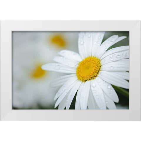 Canada Close-up of dew on common daisy White Modern Wood Framed Art Print by Jaynes Gallery