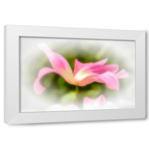 Abstract of pink flower petals White Modern Wood Framed Art Print by Jaynes Gallery