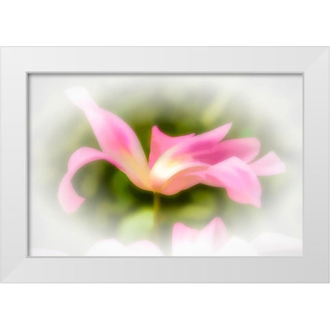 Abstract of pink flower petals White Modern Wood Framed Art Print by Jaynes Gallery