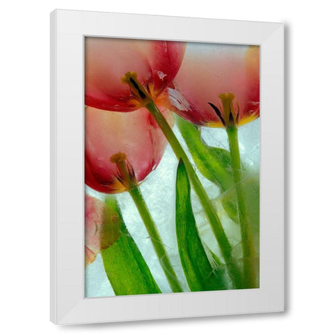 Tulips in ice White Modern Wood Framed Art Print by Jaynes Gallery