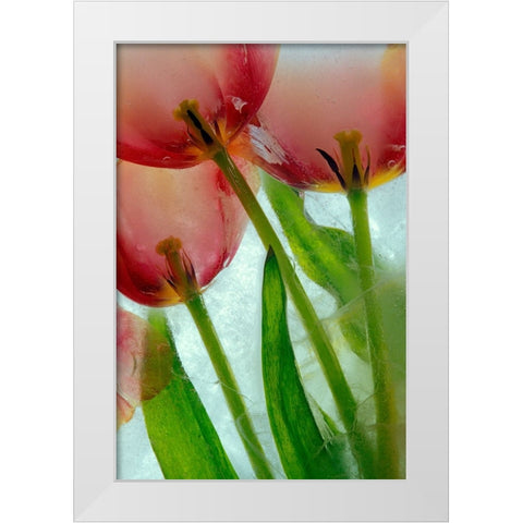 Tulips in ice White Modern Wood Framed Art Print by Jaynes Gallery