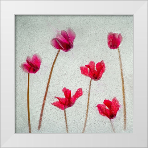 Cyclamen flowers in ice White Modern Wood Framed Art Print by Jaynes Gallery