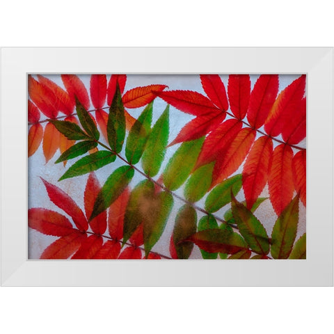 Red and green leaves in ice White Modern Wood Framed Art Print by Jaynes Gallery