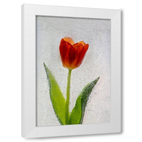 Tulip in ice White Modern Wood Framed Art Print by Jaynes Gallery