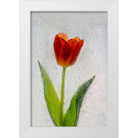 Tulip in ice White Modern Wood Framed Art Print by Jaynes Gallery