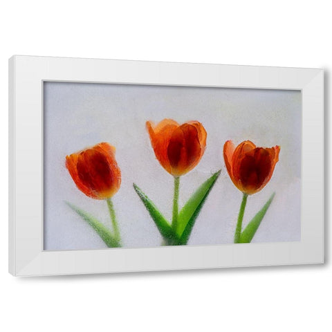 Tulip in ice White Modern Wood Framed Art Print by Jaynes Gallery