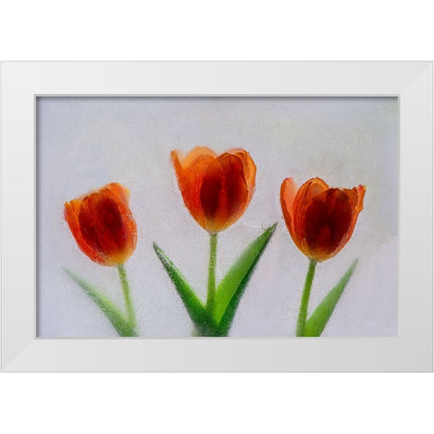 Tulip in ice White Modern Wood Framed Art Print by Jaynes Gallery