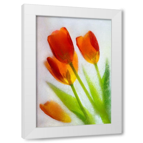 Tulip in ice White Modern Wood Framed Art Print by Jaynes Gallery