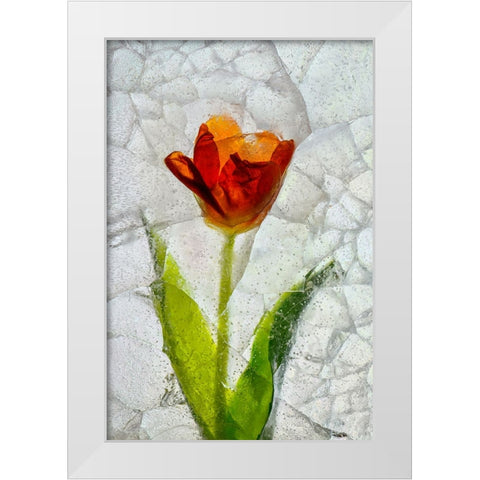Tulip in ice White Modern Wood Framed Art Print by Jaynes Gallery