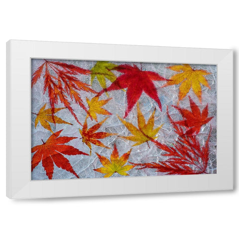 Fall maple leaves in ice White Modern Wood Framed Art Print by Jaynes Gallery