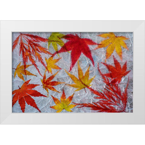 Fall maple leaves in ice White Modern Wood Framed Art Print by Jaynes Gallery
