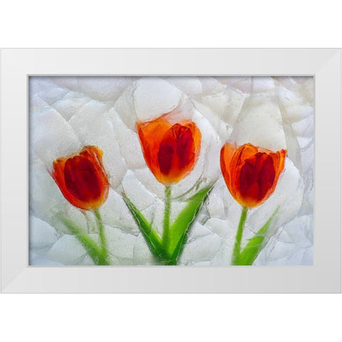 Tulip in ice White Modern Wood Framed Art Print by Jaynes Gallery
