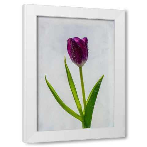 Tulip in ice White Modern Wood Framed Art Print by Jaynes Gallery