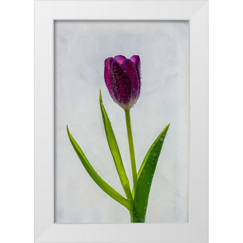 Tulip in ice White Modern Wood Framed Art Print by Jaynes Gallery