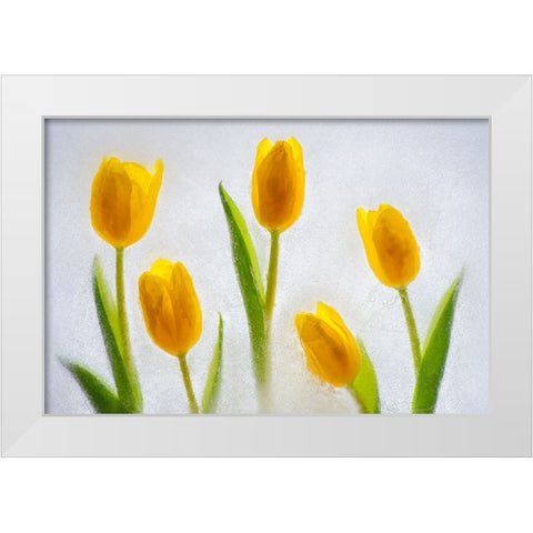 Tulips in ice White Modern Wood Framed Art Print by Jaynes Gallery