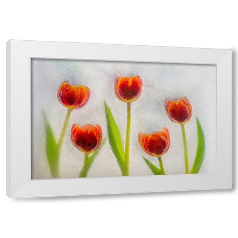 Tulip in ice White Modern Wood Framed Art Print by Jaynes Gallery