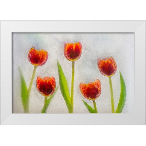 Tulip in ice White Modern Wood Framed Art Print by Jaynes Gallery