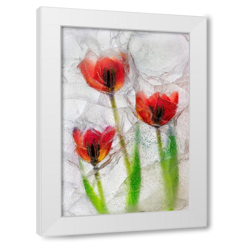 Tulips in ice White Modern Wood Framed Art Print by Jaynes Gallery