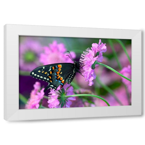 Black Swallowtail butterfly on Pincushion perennial flower Sammamish-Washington State White Modern Wood Framed Art Print by Gulin, Darrell
