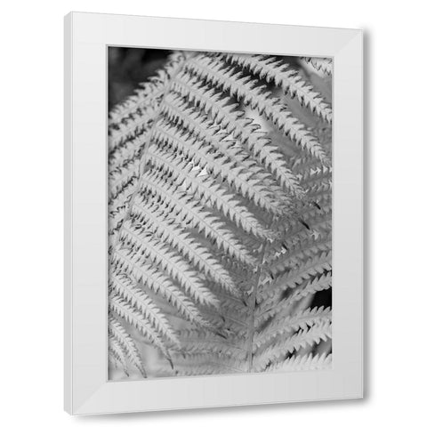 Fern. White Modern Wood Framed Art Print by Muir, Janet