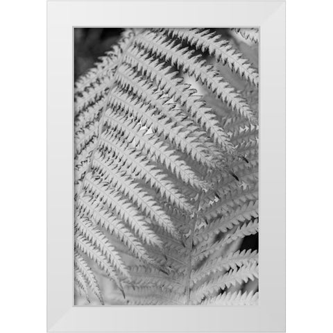 Fern. White Modern Wood Framed Art Print by Muir, Janet