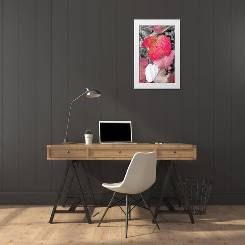 Close-up of an sycamore leaf rendered in red and grey. White Modern Wood Framed Art Print by Muir, Janet