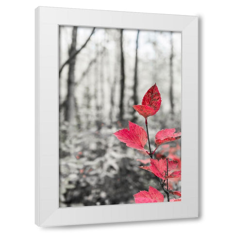 Sycamore branch in forest setting. White Modern Wood Framed Art Print by Muir, Janet