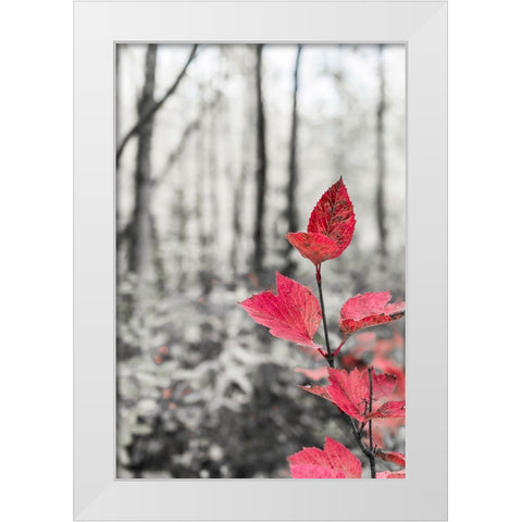 Sycamore branch in forest setting. White Modern Wood Framed Art Print by Muir, Janet