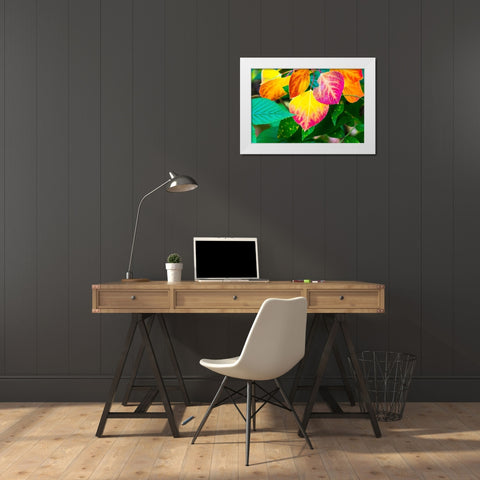 Close-up of aspen leaves in fall colors. White Modern Wood Framed Art Print by Muir, Janet