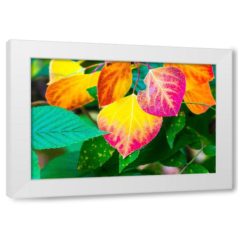 Close-up of aspen leaves in fall colors. White Modern Wood Framed Art Print by Muir, Janet