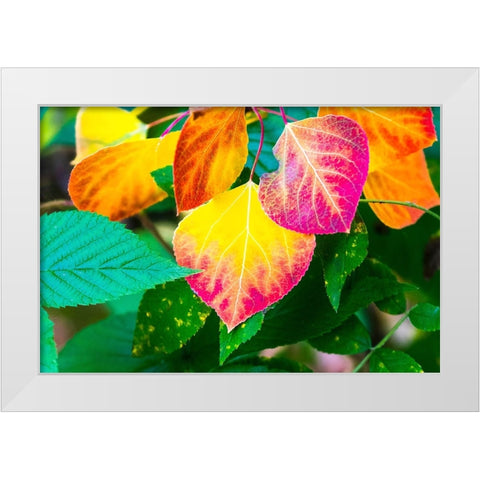 Close-up of aspen leaves in fall colors. White Modern Wood Framed Art Print by Muir, Janet