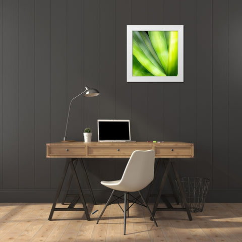 Close-up of vibrant agave leaves. White Modern Wood Framed Art Print by Muir, Janet