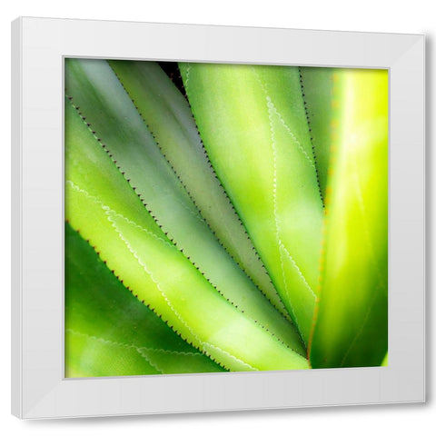 Close-up of vibrant agave leaves. White Modern Wood Framed Art Print by Muir, Janet