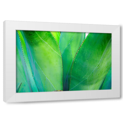Close-up of vibrant agave leaves White Modern Wood Framed Art Print by Muir, Janet