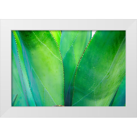 Close-up of vibrant agave leaves White Modern Wood Framed Art Print by Muir, Janet