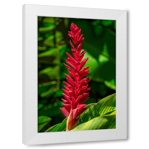 Alpinia purpurata White Modern Wood Framed Art Print by Engelbrecht, Jim