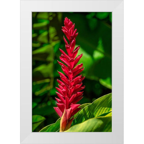 Alpinia purpurata White Modern Wood Framed Art Print by Engelbrecht, Jim