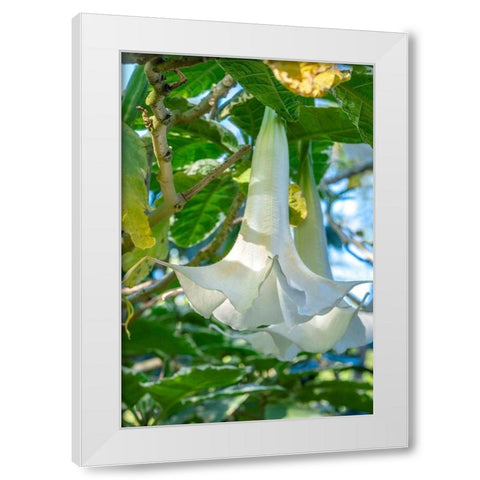 Angels Trumpet White Modern Wood Framed Art Print by Engelbrecht, Jim