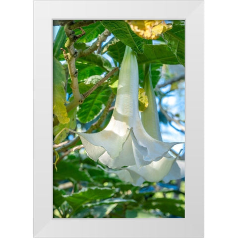 Angels Trumpet White Modern Wood Framed Art Print by Engelbrecht, Jim